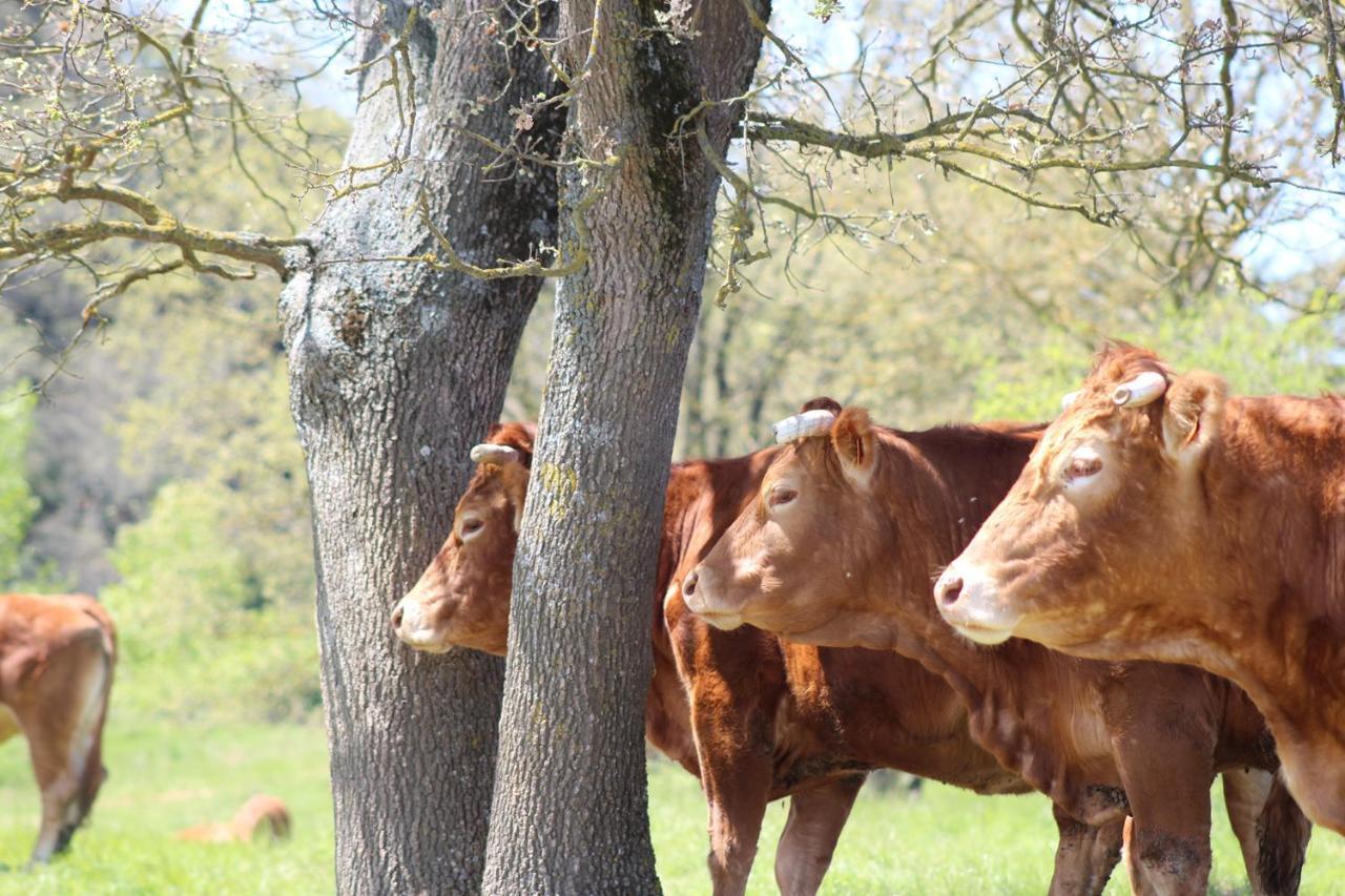 Gites Et Roulottes Au Domaine De La Trille Sainte-Foi Luaran gambar